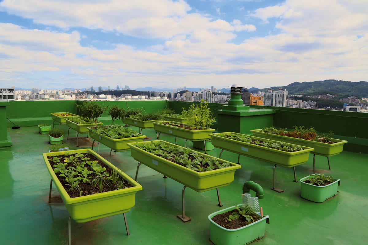 Graines Voltz : Agriculture urbaine Graines Voltz : Agriculture urbaine