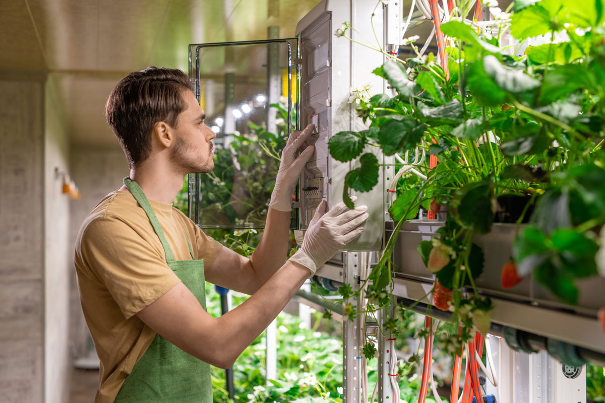 Graines Voltz : Vertical Farming