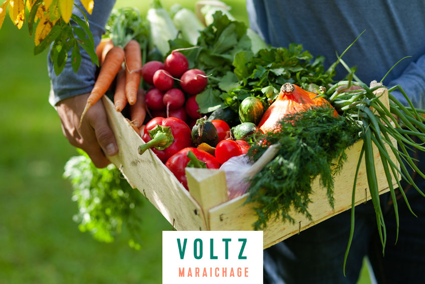 VOLTZ MARAÎCHAGE