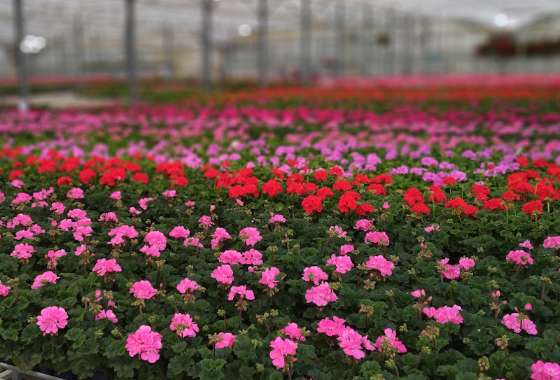 horticulture-fleurs